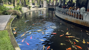 aquascene-fish-feeding-sanctuary-and-cafe