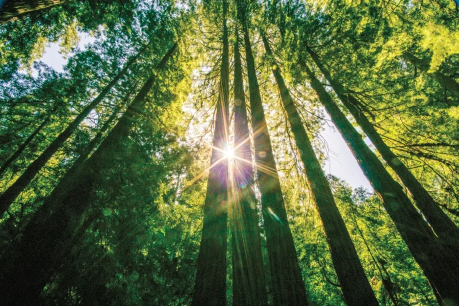 Muir Woods Redwoods & Sausalito Tour Experience