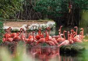 Jungle Island
