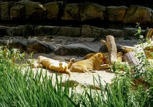Lincoln Park Zoo