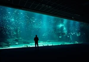National Aquarium of Ireland