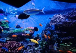 Shedd Aquarium