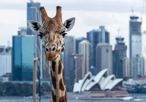 Taronga Zoo